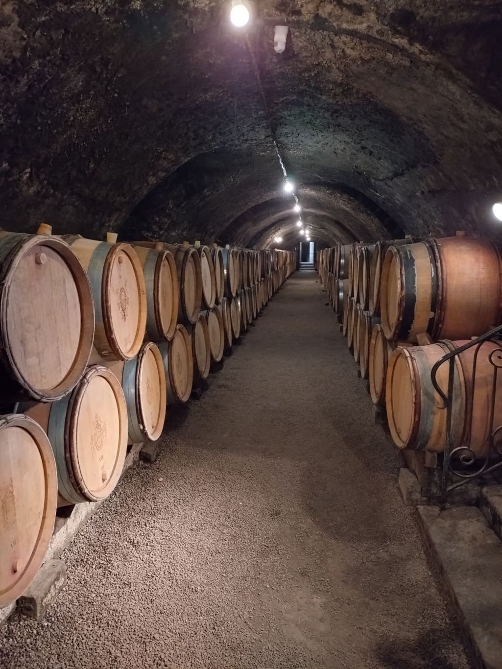A long cave of barrels of Meursault