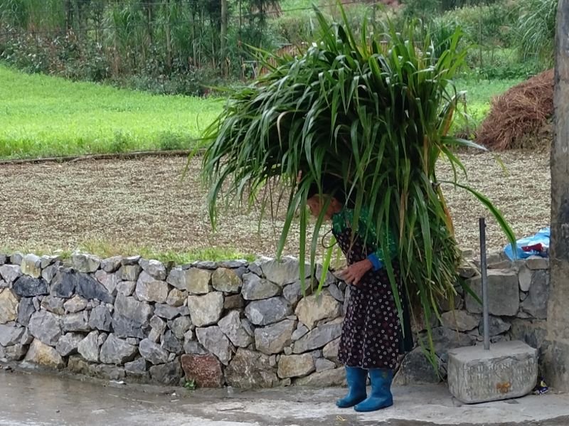 A woman with crops on her back