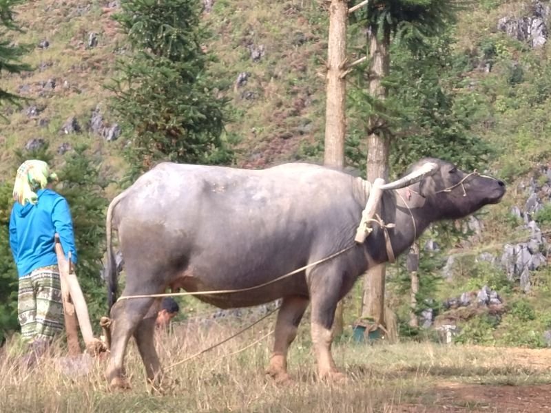 A farmer ploughing with his water buffalo